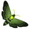 Death Bringer Moth